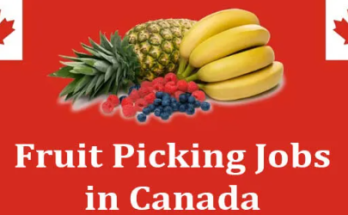 Fruit Packing Jobs in Canada with Visa Sponsorship 2024