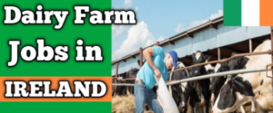 Dairy Farm Jobs in Ireland with Visa Sponsorship for Foreigners