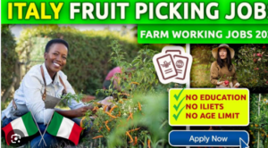 Fruit Picking and Packing Jobs in Italy Visa Sponsorship