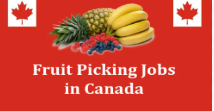 Fruit Picking Jobs in Canada 2024 | Canada Work Visa