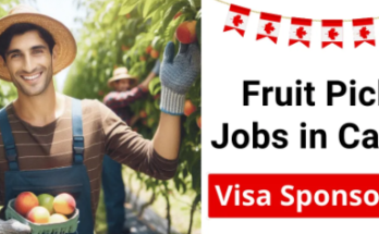 Fruit Picking Jobs in Canada with Visa Sponsorship